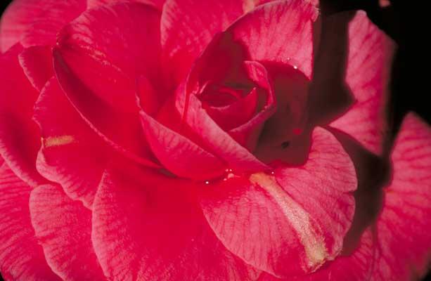 Crimson Camellia flower detail